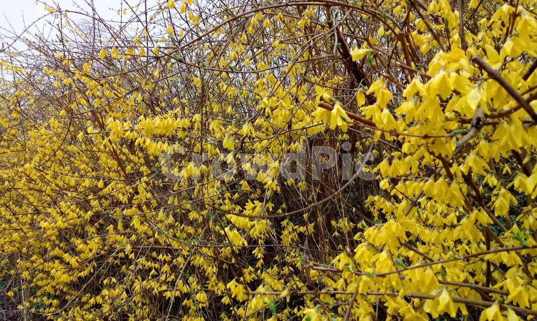 개나리,꽃,개나리꽃,노란색꽃,봄꽃,plant,blossom,flower