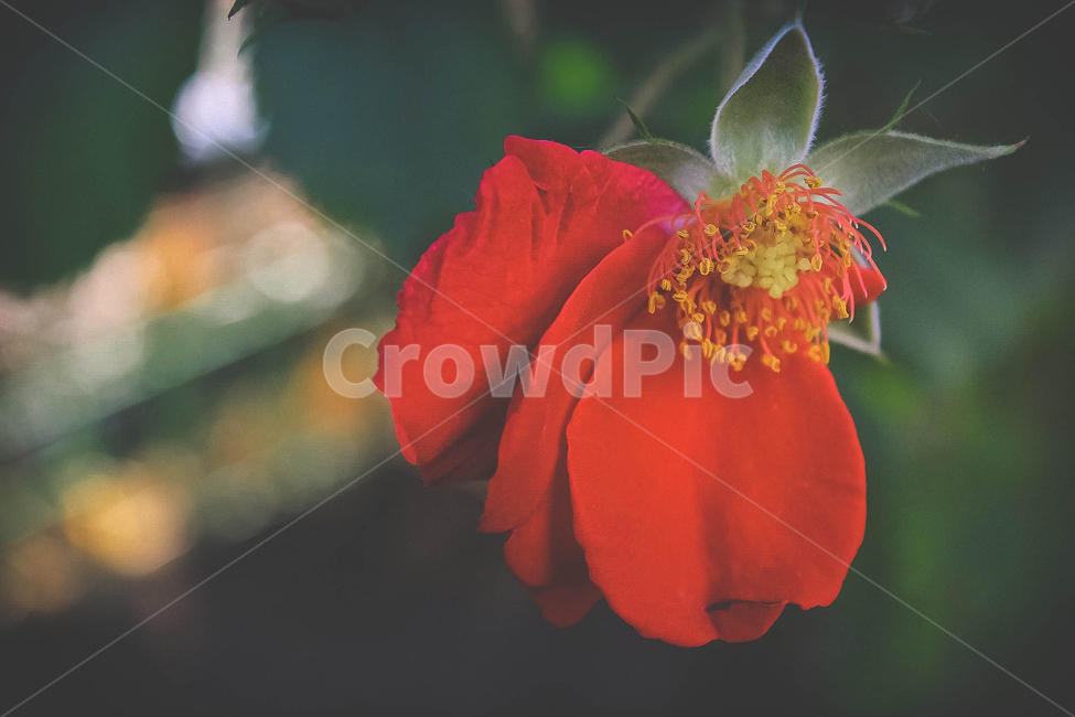 꽃,꽃잎,빨간꽃,flower,떨어진꽃잎