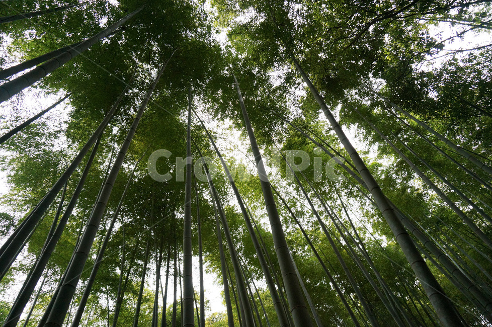 bamboo,bamboo forest,japan,Kyoto,Arashiyama
