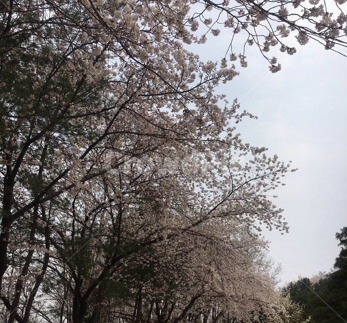 벚꽃,꽃,flower,봄,벚꽃만개,계절,나무,하늘