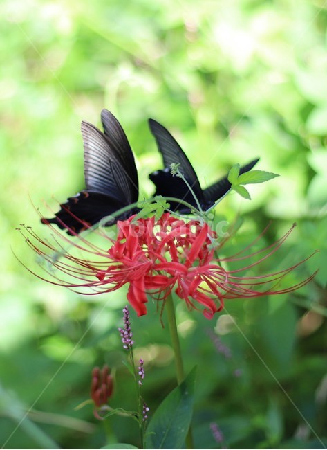 꽃무릇,석산,빨간색,빨강,빨간꽃,꽃한송이,자연,붉은색,plant,식물,예쁜,꽃,곤충,검정나비,나비,flower,식물,자연,plants,nature,꽃,flower,곤충,벌레,insect,bug