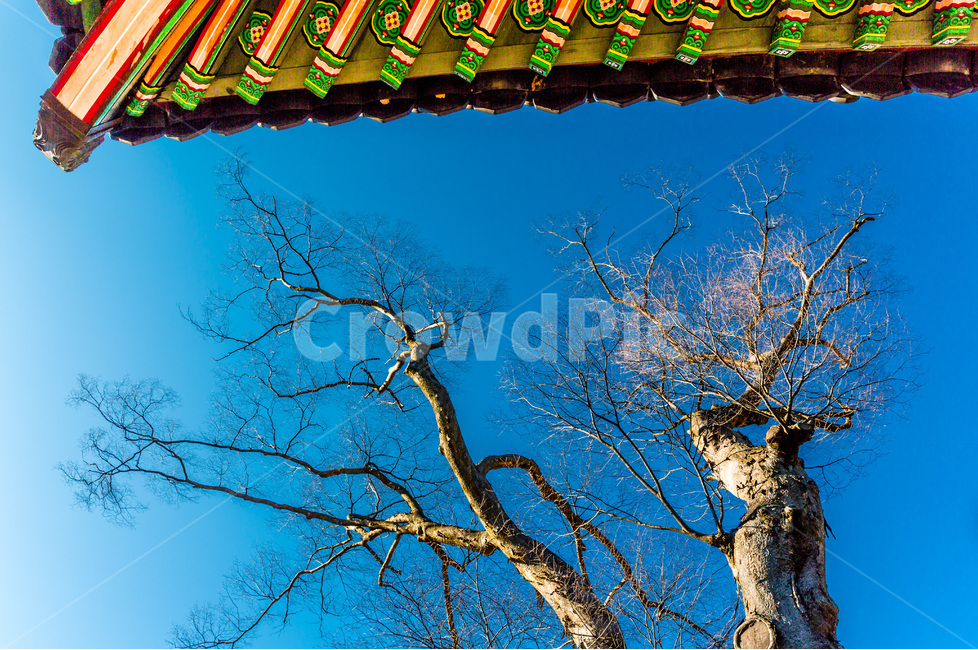 단청,패턴,선,문화유산,고목,고궁,한국전통,한국문화,korean traditional,korean culture,식물,자연,plants,nature,나무,trees,wood,건축물,건물외관,exterior,building,structure,architecture,construction