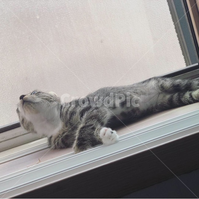 고양이,반려묘,아기고양이,코숏,냥이,냥,귀여운,귀엽다,귀,쫑긋,동물,반려,애묘,애완,묘