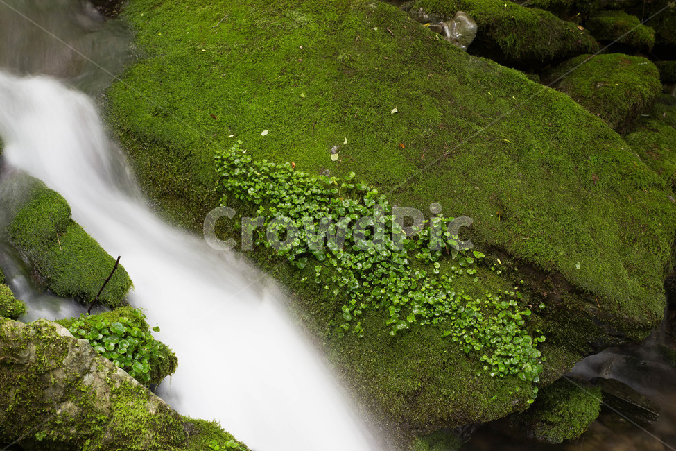 이끼계곡,계곡,이끼,폭포,여름철,여름계곡,여름,계절,summer,season,자연,풍경,nature,landscape,한국자연풍경,한국자연경관,korea nature landscape,plant,식물,moss
