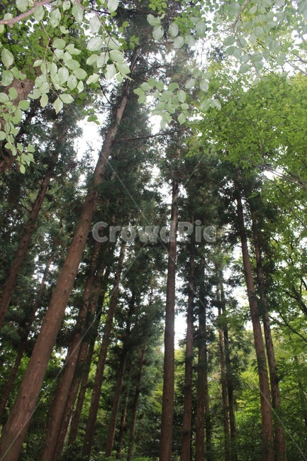 숲,숲속,나무,forest,tree,피톤치드