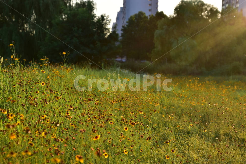 자연,배경,아름다운,꽃,공원,햇살,nature,background,beautiful,flowers,park,sunny,식물,자연,plants,nature,꽃,flower