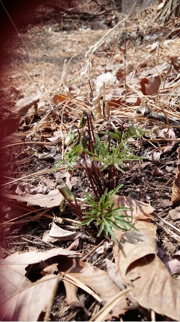 남산제비꽃,제비꽃,남산,꽃,봄꽃,식물,자연,plants,nature