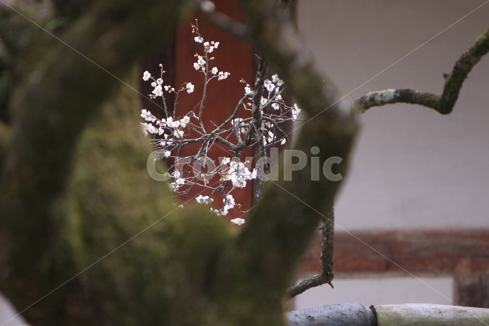 매화,선암매,고매,봄꽃,매화나무,봄,계절,spring,season,식물,자연,plants,nature,꽃,flower,나무,trees,wood