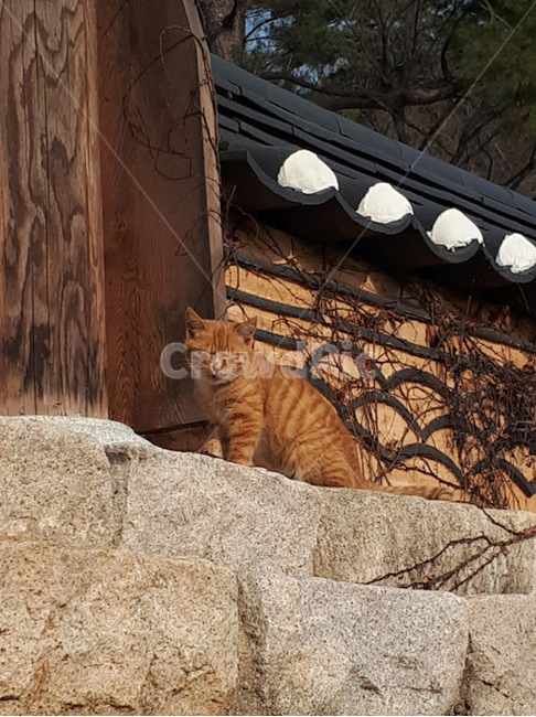 갈색,고양이,귀여움,똑똑함,노랸함,너그러움,자연스러운,줄무늬,웃음,절,동물,animal,포유류,mammal,고양이,cat,kitten,kitty
