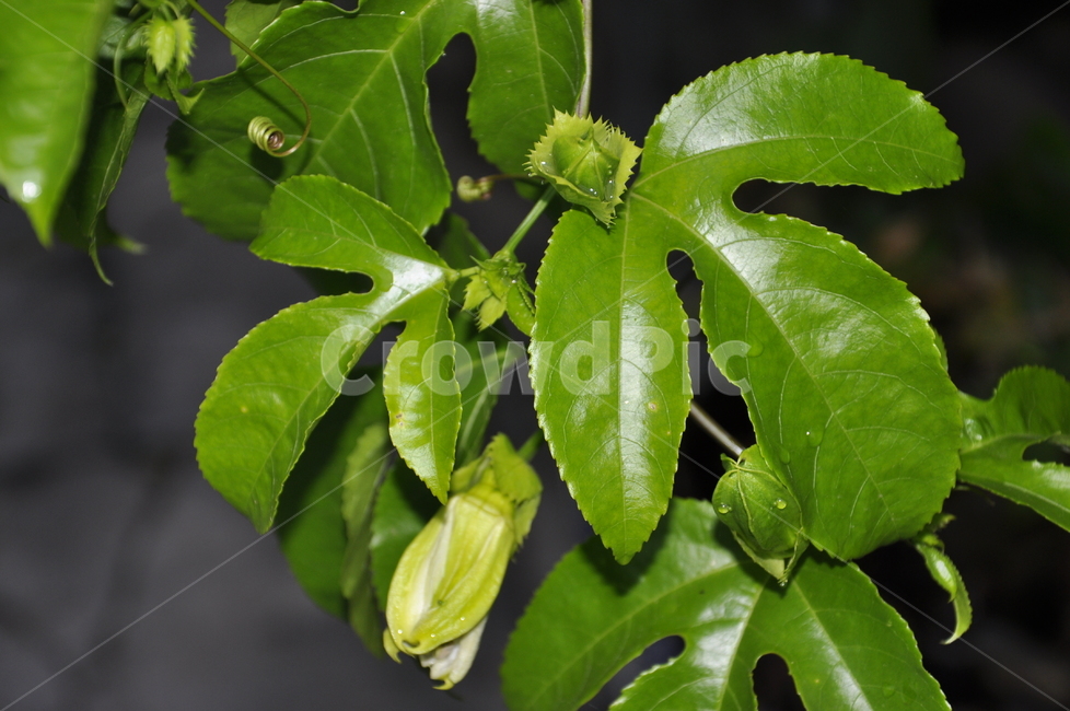초록,신선,잎,새순,plant,leaf
