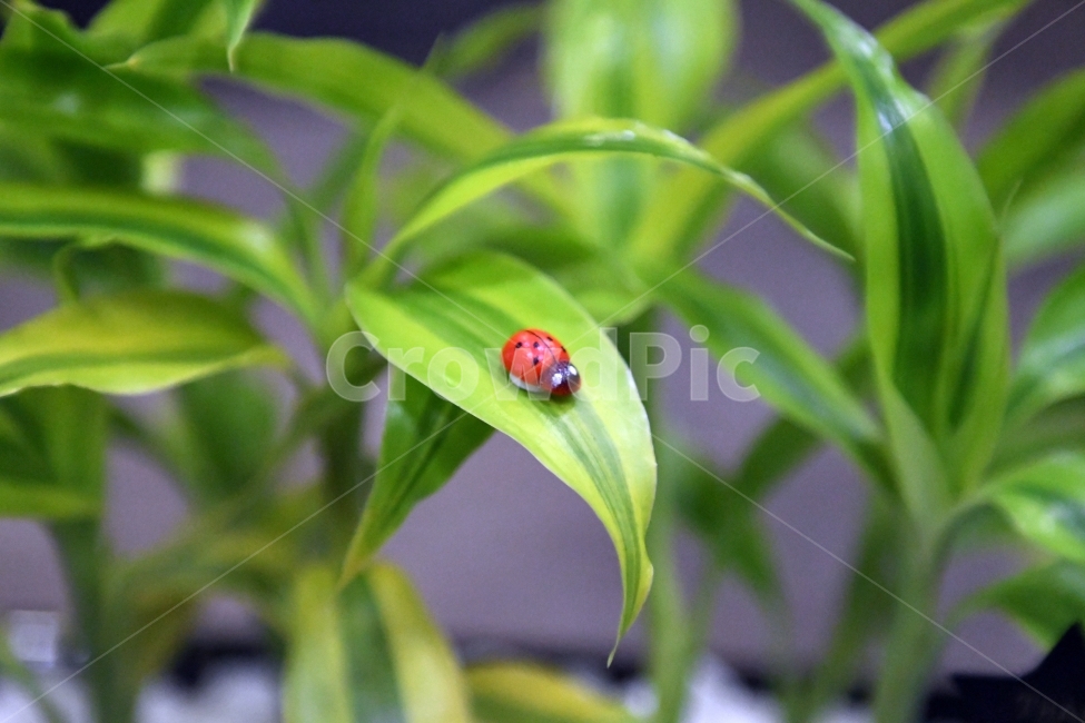 생명,자연,생물,환경,녹색,잎,잎사귀,나뭇잎,물방울,이슬,식물,plants,natrue,벌레,식물,자연,plants,nature,동물,animal,곤충,벌레,insect,bug
