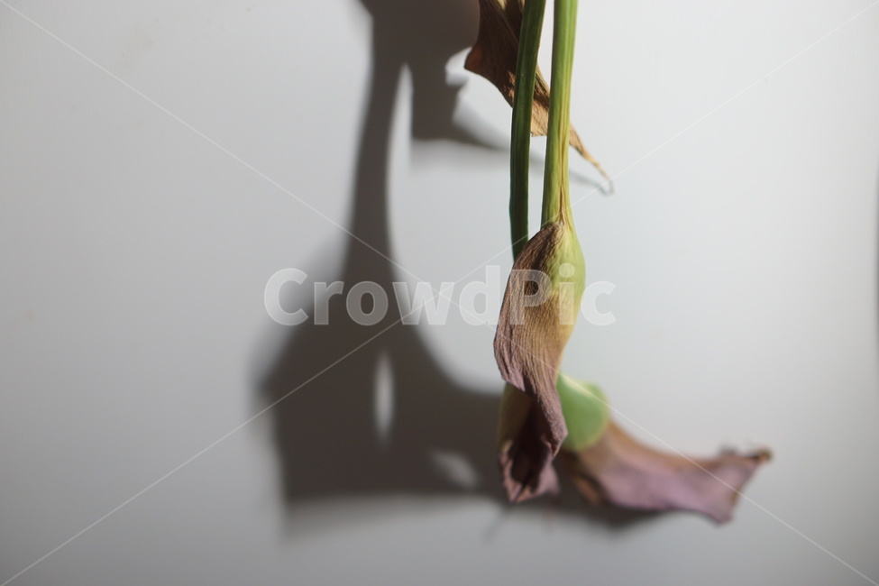 꽃,꽃말리기,floraldesign,flowerarrangement,blossom,핸드부케,plant,식물,부케말리기,꽃,flower