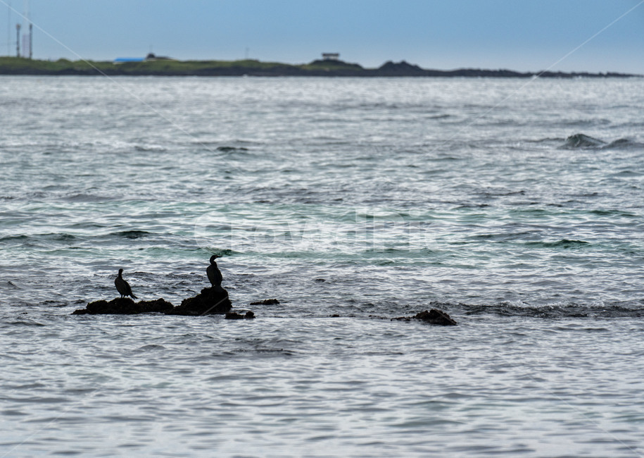 제주도,새,가마우지,바다,bird,조류,생태,환경,nature,landscape,동물