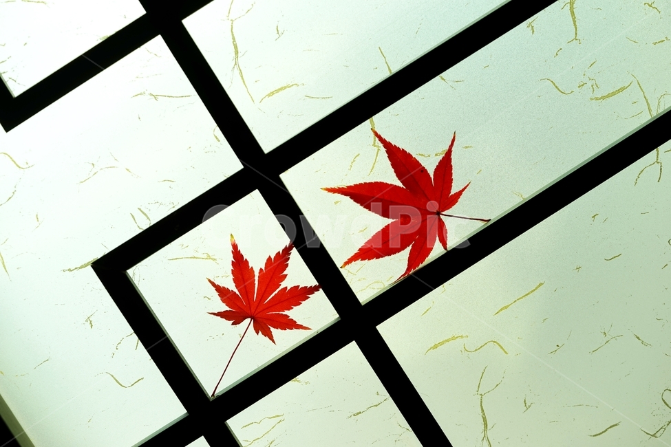 단풍,단풍잎,단풍나무,낙엽,가을,가을,계절,fall,autumn,season,plant,식물,leaf,잎,tree,나무