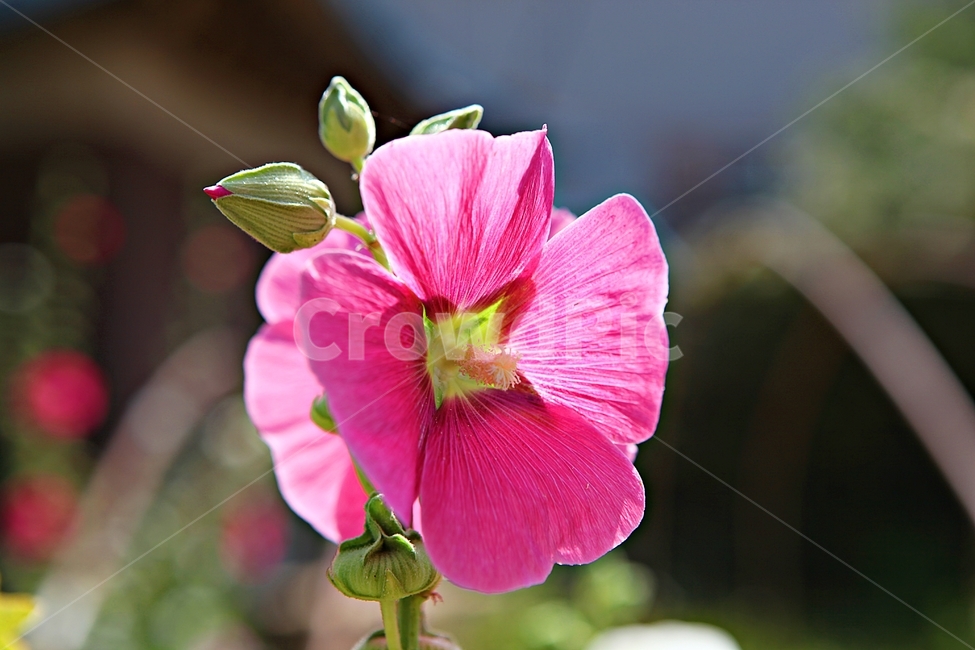 접시꽃,꽃,식물,공원,자연,식물,자연,plants,nature,꽃,flower