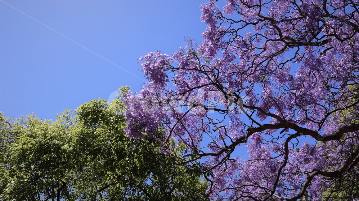 plant,식물,flower,blossom,꽃,jacaranda,자카란다,식물,자연,plants,nature,꽃,flower