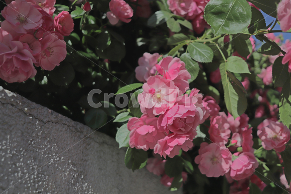 장미,핑크장미,장미담벼락,꽃,꽃배경,꽃,flower