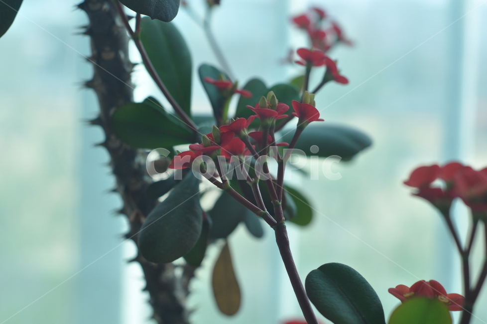 꽃,작은꽃,주황꽃,빨간꽃,베란다꽃