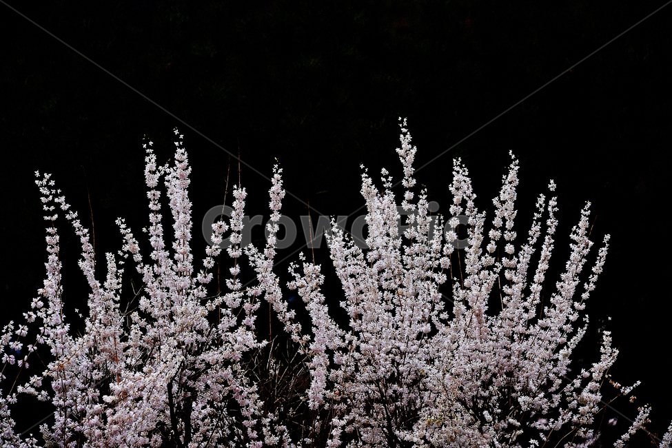 미선나무,미선나무꽃,꽃,봄꽃,식물,나무,흰색,자연,봄,계절,spring,season,nature,ice,빙,outdoors,옥외,snow,눈,frost,서리
