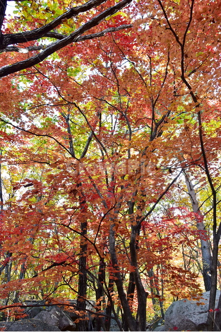 가을,단풍,울긋불긋,계절,시즌,아름다운,풍경,가을색,가을,계절,fall,autumn,season,leaf,잎,plant,식물,tree,나무,maple