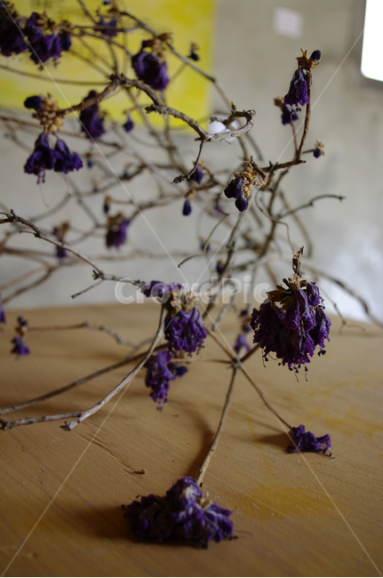 꽃,flower,포푸리,color,보라색,꽃,flower