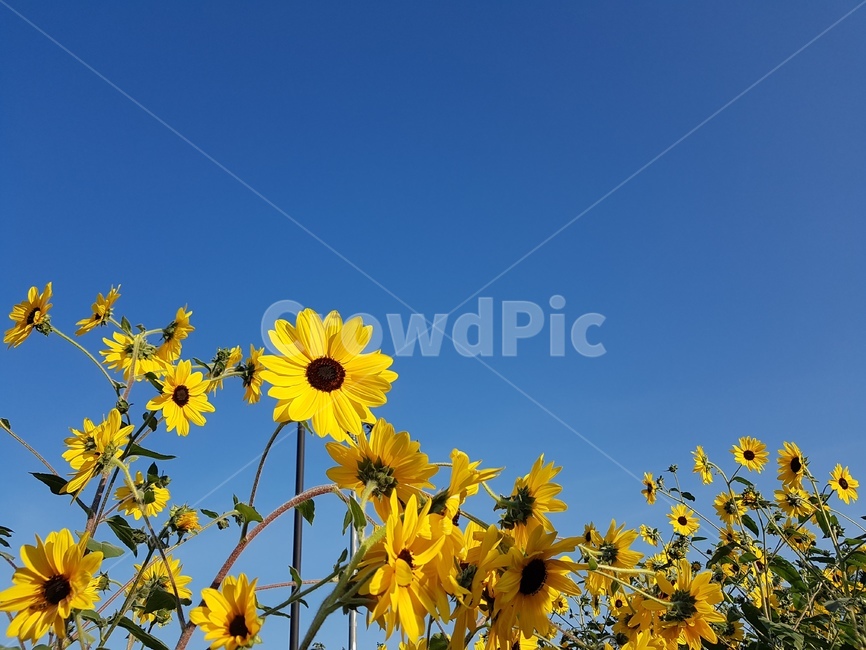 plant,식물,해바라기,꽃,flower,노란색,파란색,하늘,초록색,휴식,평화로움,꿈,자연,풍경,색감