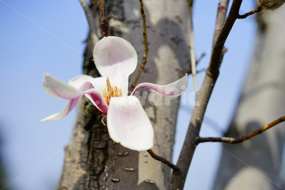 Magnolia,봄,목련,자목련,spring,봄,계절,spring,season,식물,자연,plants,nature,꽃,flower,plant,blossom
