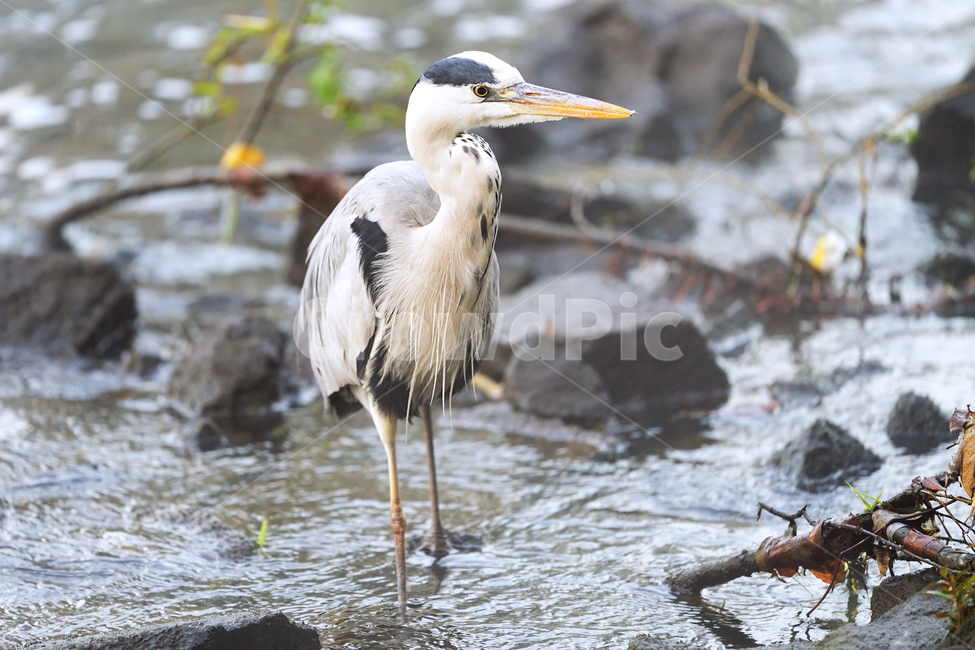 왜가리,새,조류,철새,야생,야생동물,동물,자연,생태,생태계,heron,bird,animal,동물,animal,조류,새,birds