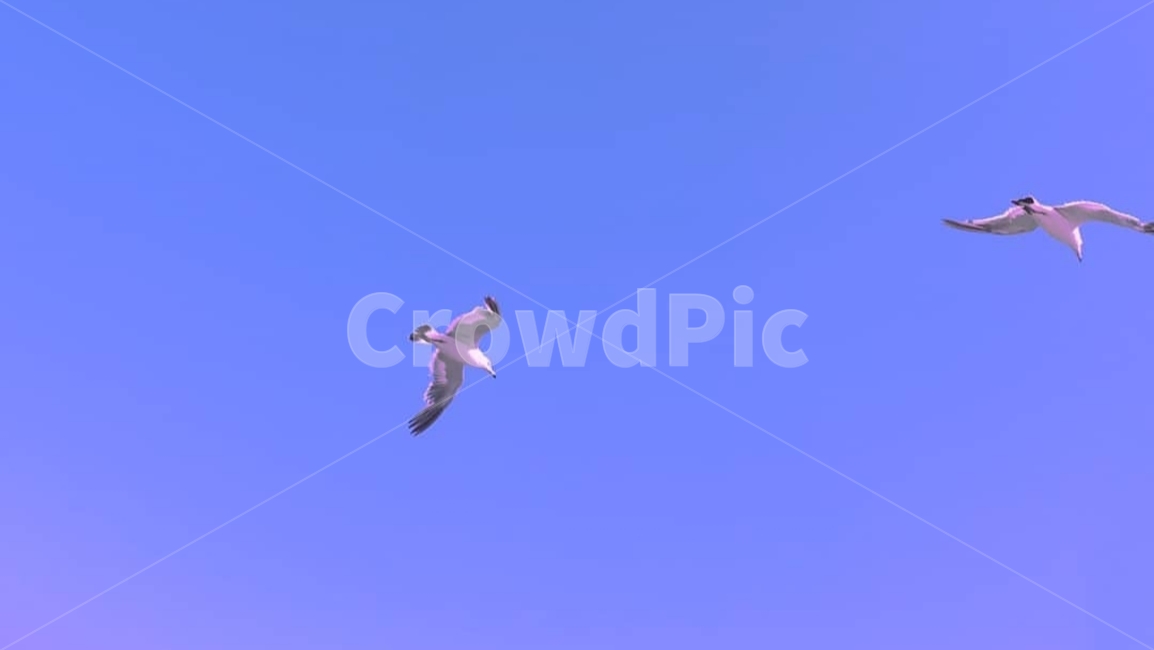새,하늘,갈매기,자유,fly