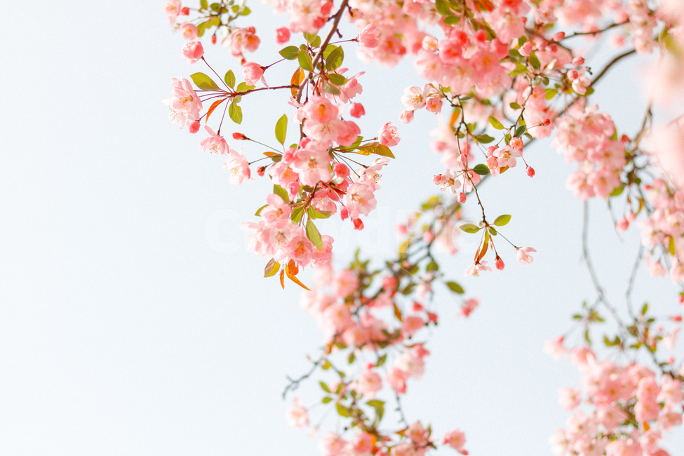 봄,꽃,벚꽃,분홍색,4월,핑크색,핑크,봄,계절,spring,season,식물,자연,plants,nature,꽃,flower,휴식,힐링,rest,relaxation,healing,색깔,색상,색채,색감,color sense,color sensitivity,feeling of color,plant,blossom