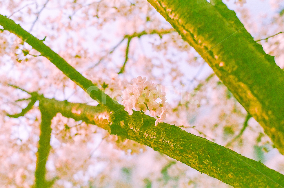 봄,벚꽃,cherryblossom,flowers,꽃,식물,자연,plants,nature,꽃,flower