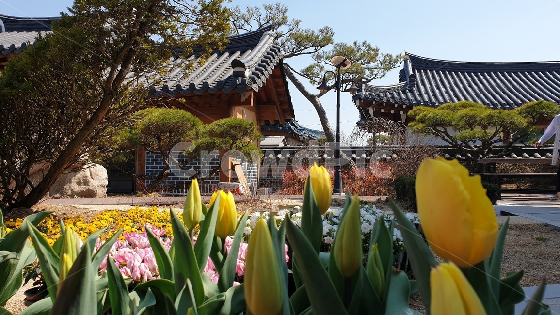 튤립,소나무,한옥정원,한옥꽃밭,꽃밭,전통한옥,한옥꽃,한옥기와,기와패턴,한국전통,한국문화,korean traditional,korean culture,건축물,건물외관,exterior,building,structure,architecture,construction