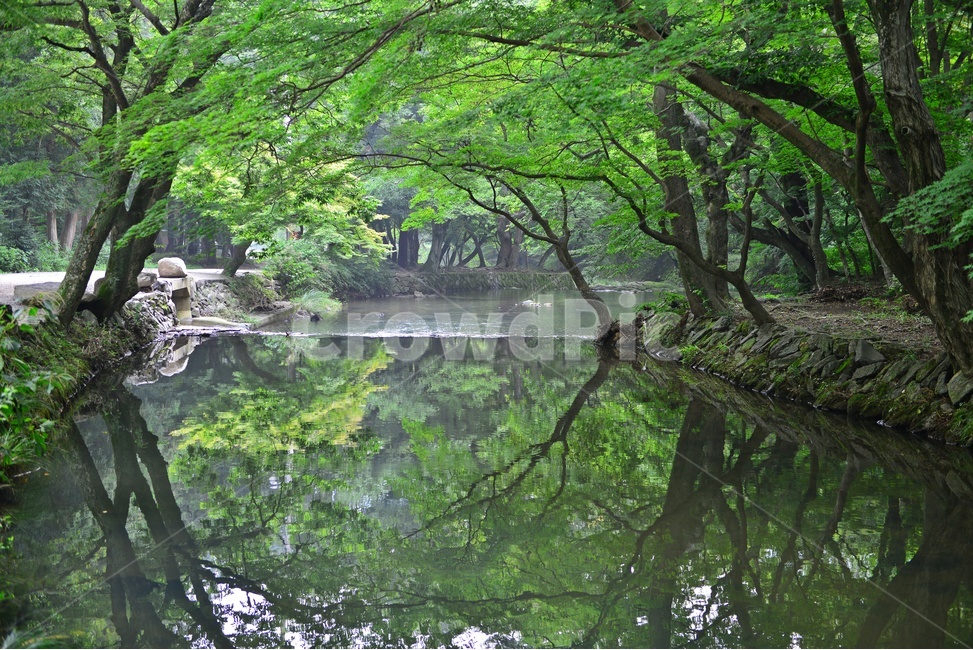 stream,흐름,forest,숲,outdoors,옥외,water,물,nature,자연,tree,나무,plant,식물,vegetation,초목,고창,선운사,도솔천,선운사계곡,도솔천계곡,계곡,여름,계절