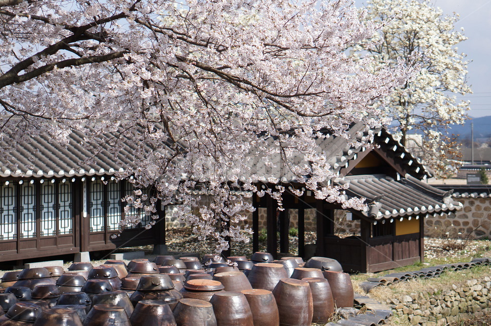 대흥동헌,고택,항아리,벚꽃,풍경,봄