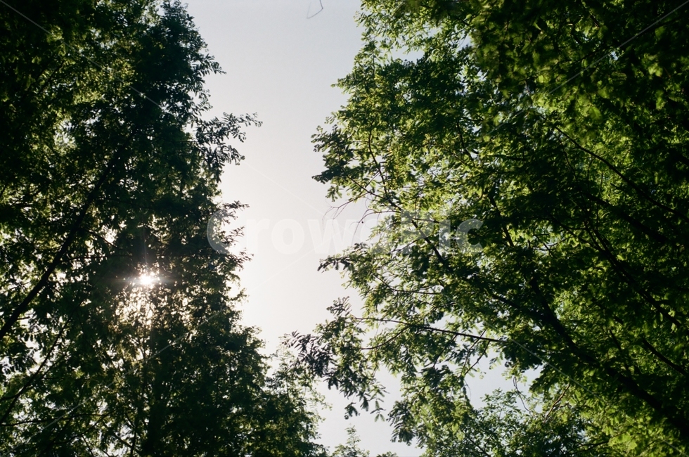 서울숲,공원,나무,숲,힐링,풍경,숲속,햇빛