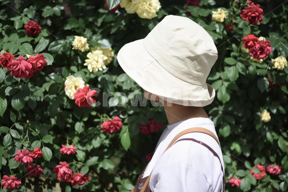 꽃,flower,flowers,장미,꽃향기,식물,rose,향기,꽃내음,5월,장미축제,빨간장미,노란장미,소녀,모자,사람,인물,인간,human,person,여성,여자,woman,female,lady