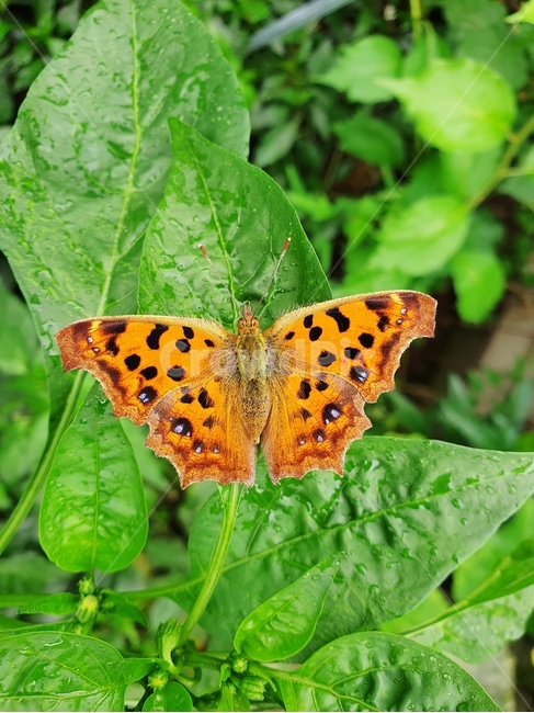 나비,곤충,자연,시골,색감,동물,animal,곤충,벌레,insect,bug