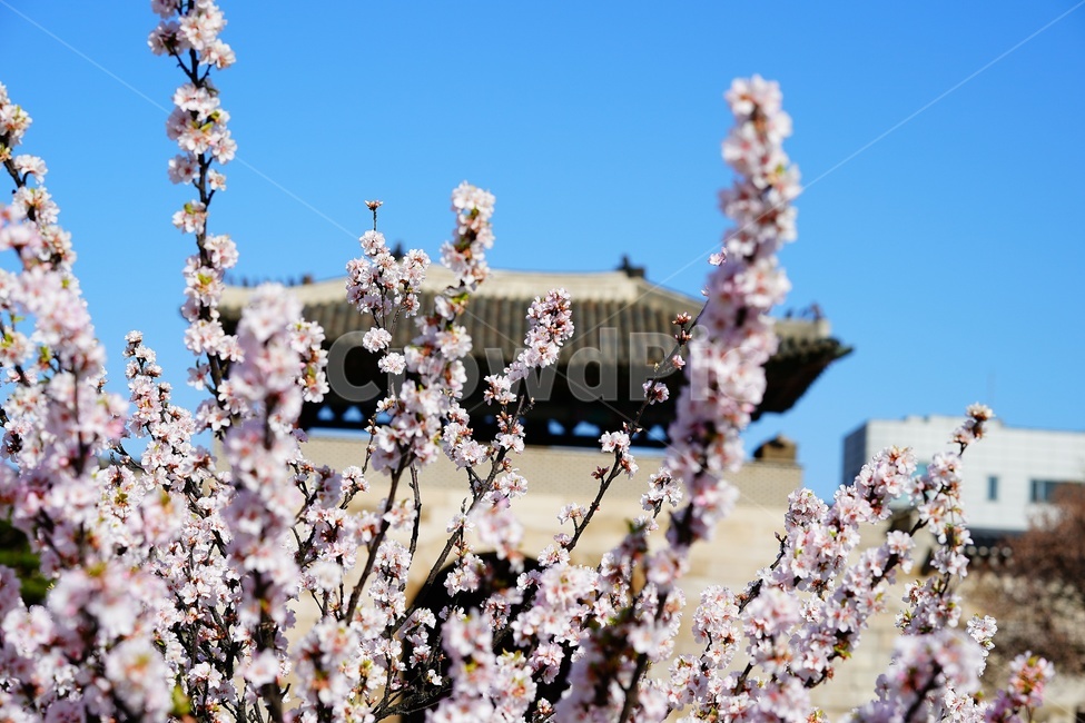 경복궁,매화,꽃,flower,palace,궁궐,건축물,architecture