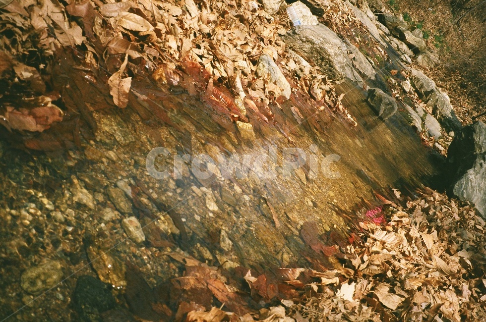 산,광교산,필름카메라,개울가,시냇물,가을,계절,fall,autumn,season,자연,풍경,nature,landscape,leaf,잎,plant,식물
