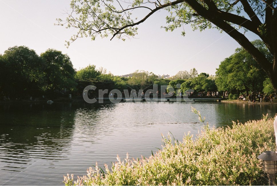 자연,구름,나무,숲,강,물,호수,공원,서울숲,tree,nature,cloud,river,식물,잔디,plant,grass,water
