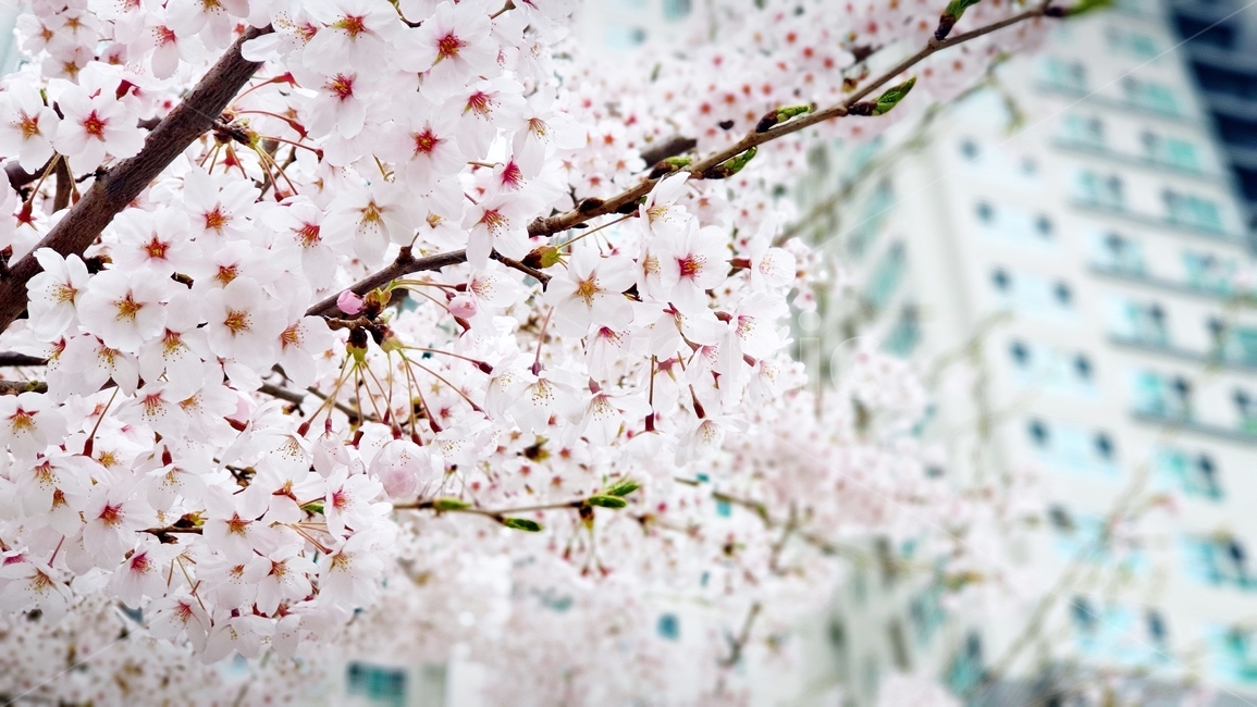 벚꽃,꽃,봄꽃,벚꽃나무,봄,spring,cherryblossom,flower,plant,식물,작물,tree,beautiful,감성,봄,계절,spring,season,blossom