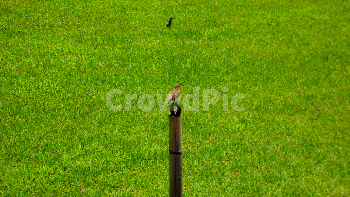 새,들,자연,참새,작은새,잔디,동물,animal,조류,새,birds