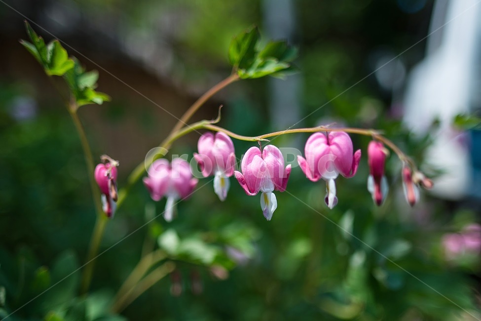 봄,꽃,금낭화,분홍꽃,식물,식물,자연,plants,nature,꽃,flower