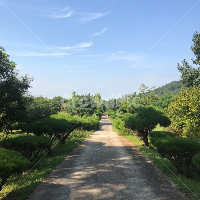 나주,푸른,나무,식물,하늘,청량,공기,미세먼지,자연,풍경,nature,landscape,road,도로,asphalt,아스팔트