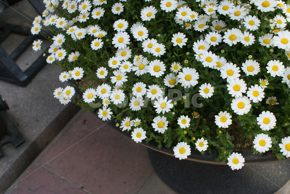 봄,봄꽃,꽃,화단,들꽃,식물,자연,plants,nature,꽃,flower