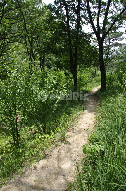 길,숲,초록,나무,잎,식물,plant,계절,봄,spring,자연,풍경,nature,landscape,ground,바닥,path,통로,tree,dirt road,흙길,road,도로,gravel,자갈