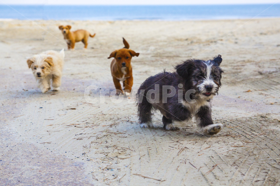 강아지,개,동물,귀여움,뛰다,귀여운,애완견,애완동물,동물,animal,포유류,mammal,개,강아지,dog,doggy
