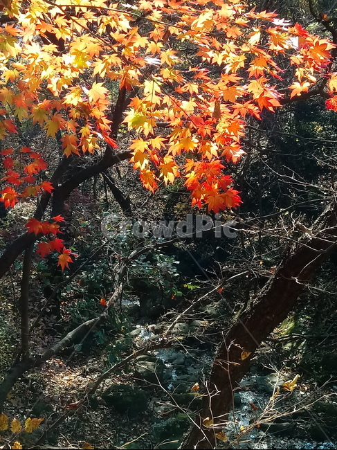 낙엽,단풍,落葉,leaves,나뭇잎,단풍나무,식물,maple,낙엽활엽관목,잎,계절,가을,자연,풍경,outdoors,옥외,fallautumnseason,naturelandscape,풍경사진,가을,계절,fall,autumn,season,leaf,plant,tree,나무