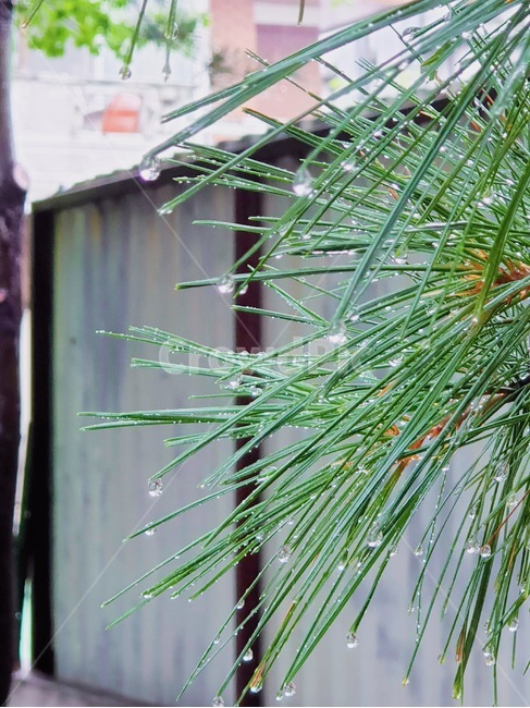솔잎,빗방울,tree,식물,물방울,raindrop,식물,자연,plants,nature,비,비오는날,rain,rainy