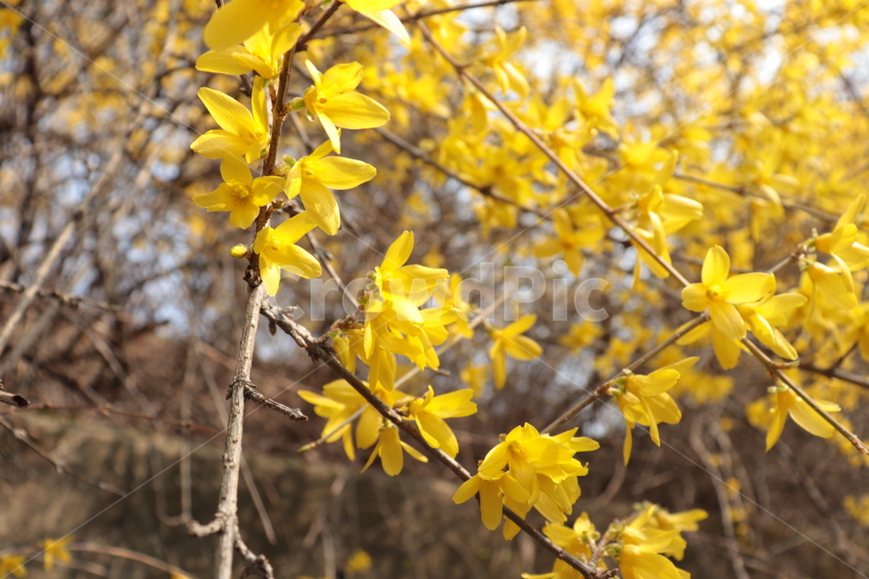 봄,꽃,개나리,식물,노란색,3월,4월,식물,자연,plants,nature,꽃,flower